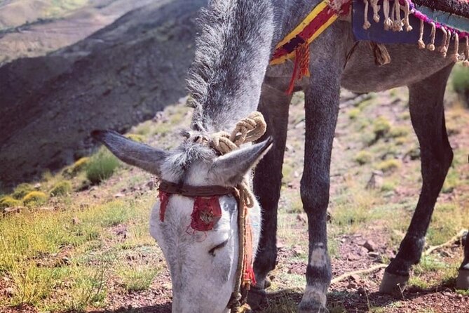 Marrakech: 2-Day Atlas Mountains Trek with Village Stay - Food, luggage, and the village stay