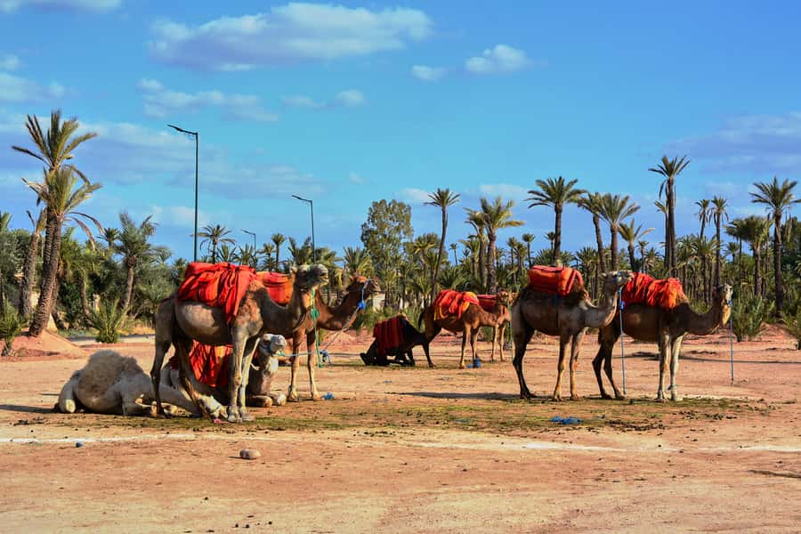 Marrakech: 2-Hour Quad Bike & Camel Ride in Palmeraie - What to wear and bring
