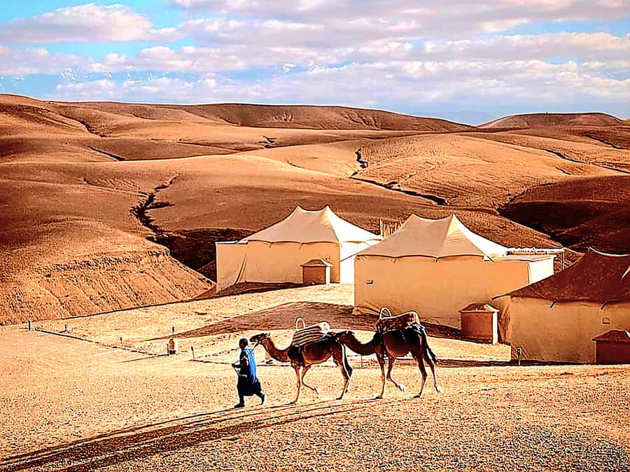 Marrakech Adventure: Agafay Desert Quad, Camel, Lunch - Lunch in a Berber tent slows the pace