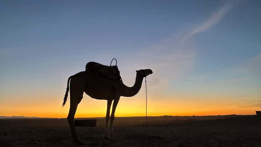 Marrakech: Agafay Desert: Camel ride Quad Bike, Dinner show - Optional quad biking for a faster ride