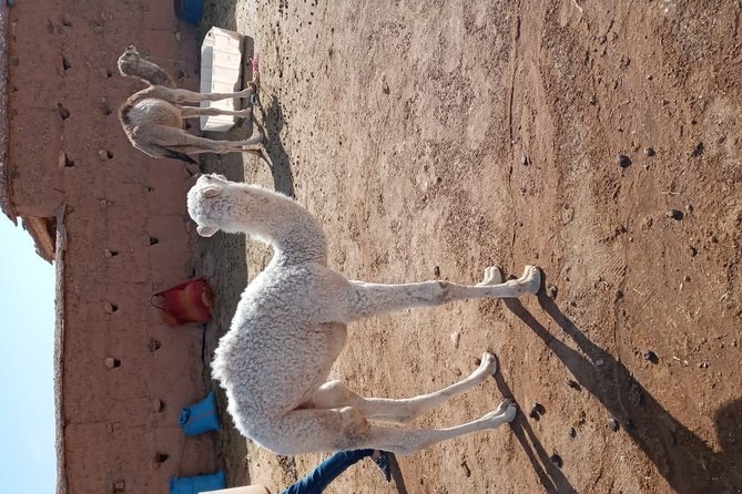Marrakech: Agafay Desert Dinner, Camel Ride & Quad Biking. - Value at $19.77 per person