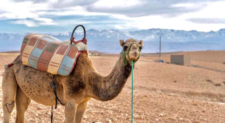 Marrakech: Agafay Desert Dinner, Camel Ride, & Show - Leaving Marrakech for Agafay