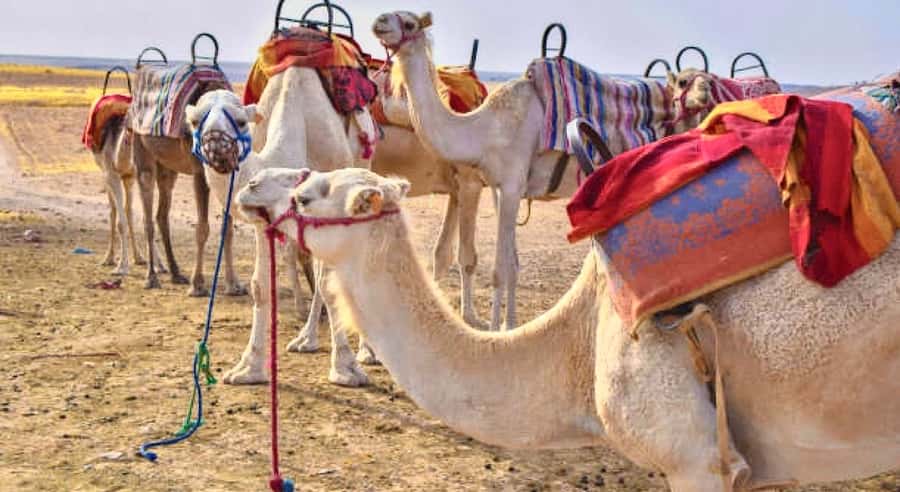 Marrakech: Agafay Desert Dinner, Camel Ride, & Show - A 20-minute camel ride at sunset