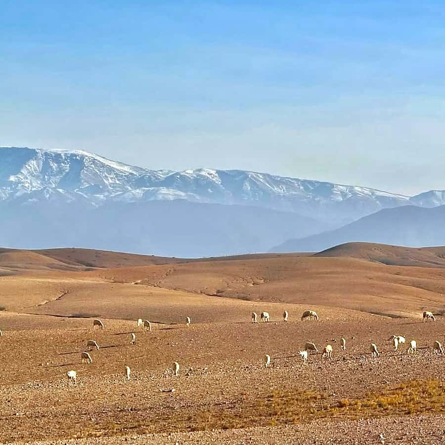 Marrakech: Agafay Desert Dinner, Camel Ride, & Show - Should you book this Agafay evening?