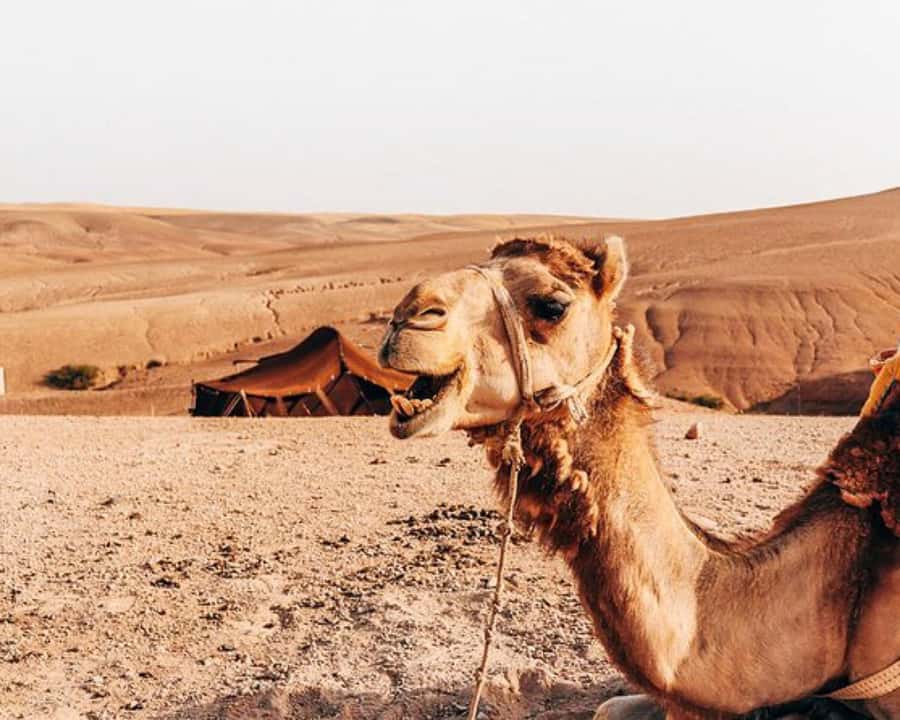 Marrakech: Agafay Desert, Lunch, Camel Ride, & Swimming Pool - The argan oil cooperative adds a useful cultural stop