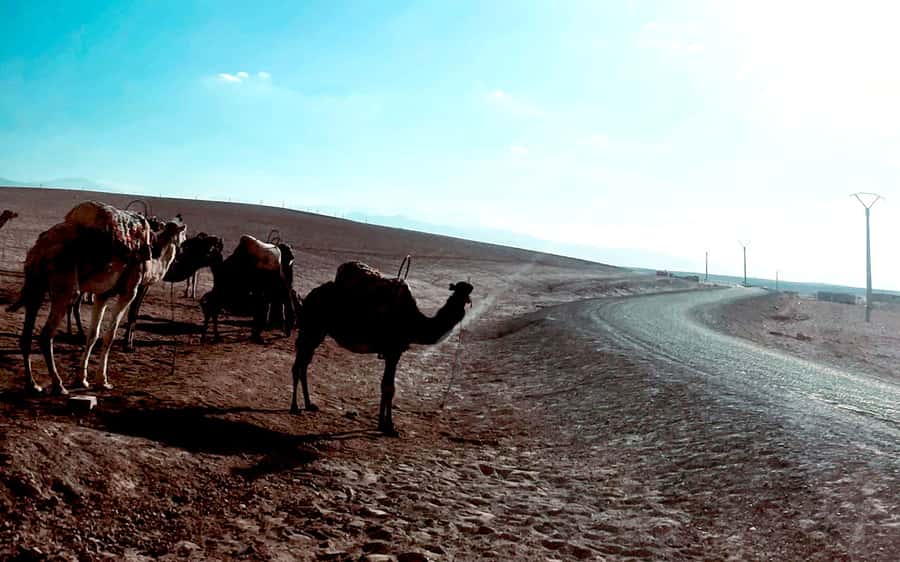 Marrakech: Agafay Desert Quad Bike Tour with Moroccan Tea - Why Agafay works for a short desert escape