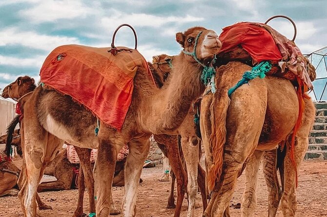 Marrakech: Agafay Desert Sunset, Camel Ride, and Dinner Show - Berber music around the campfire
