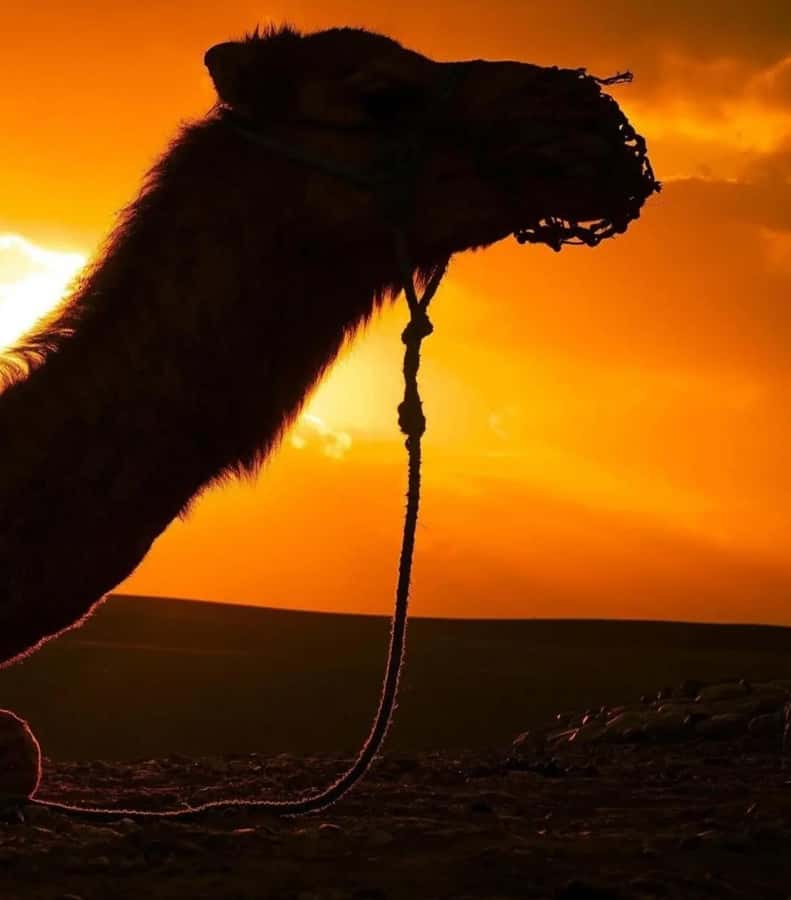 Marrakech : Agafay Desert Sunset Camel Ride & Luxury Dinner - Music, dancing, and the fire show after dark