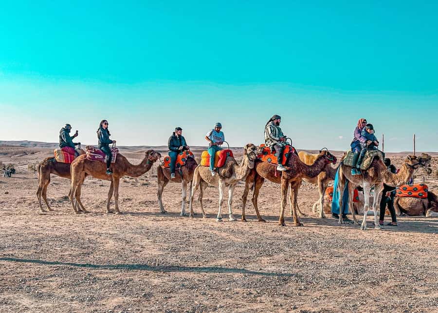 Marrakech: Agafay Dinner Show, Camel Ride, Quad, or Buggy - A 20-minute camel ride at sunset