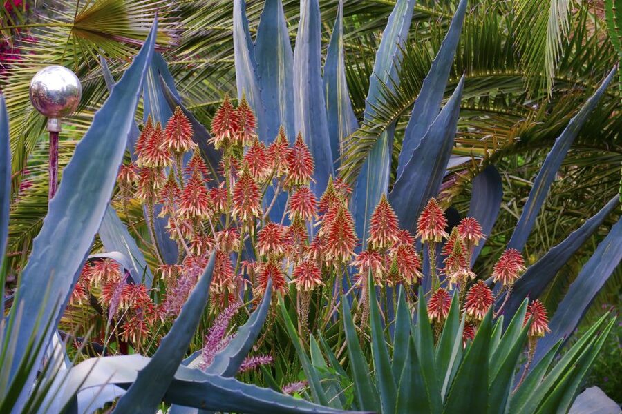 Marrakech: André Heller's ANIMA Garden Ticket - Reaching ANIMA from Marrakech