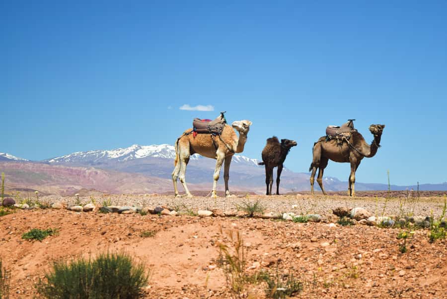 Marrakech: Atlas Mountains & Agafay Desert Tour w Camel Ride - Tahnaout and the women-run argan oil co-operative