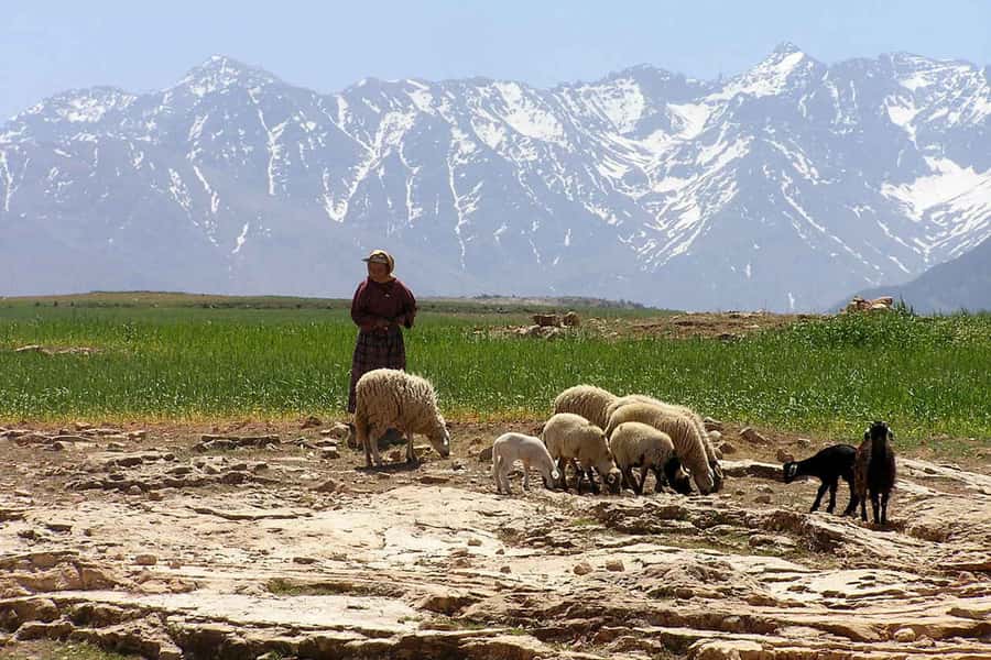 Marrakech: Atlas Mountains and Desert Safari with Lunch - Who should book this day trip?