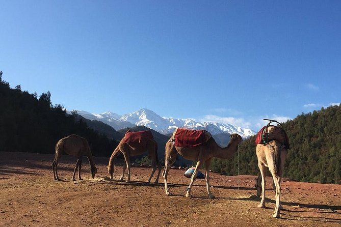 Marrakech: Atlas Mountains & Berber Villages Tour & Camel Ride - What the $22.07 price really buys