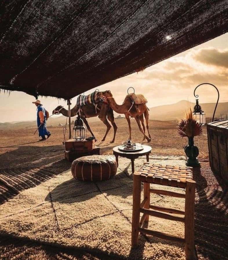 Marrakech: Camel & Quad Bike Tour with Sunset, Dinner & Show - The guides make the difference