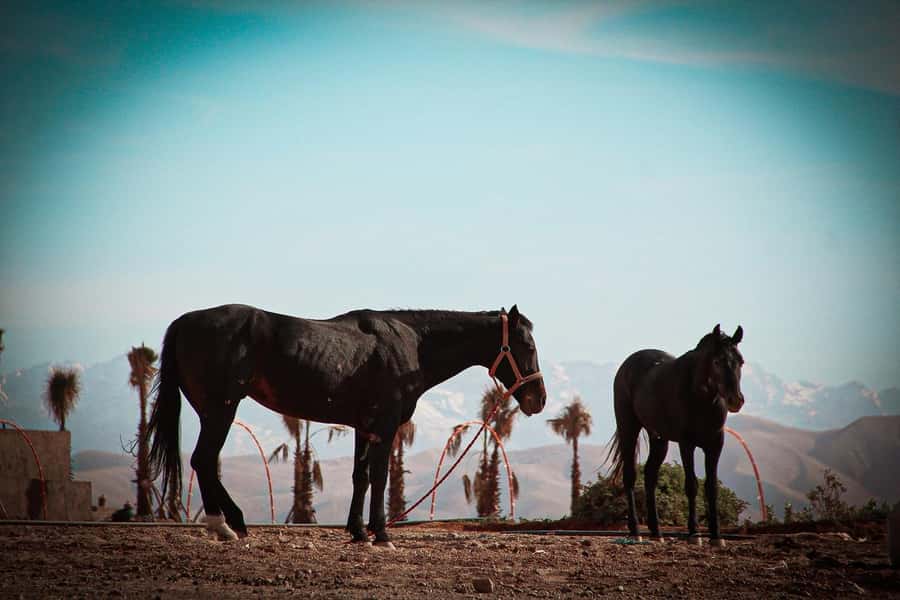 Marrakech: Camel Ride, Dinner, Pool, and Fire Show in Agafay - Mint tea and the desert camp