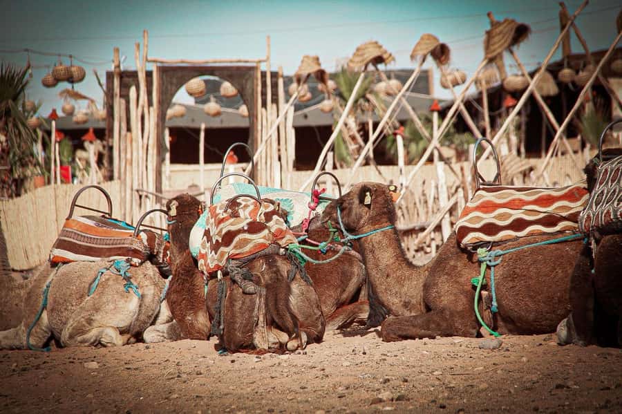Marrakech: Camel Ride, Dinner, Pool, and Fire Show in Agafay - Moroccan dinner under the stars