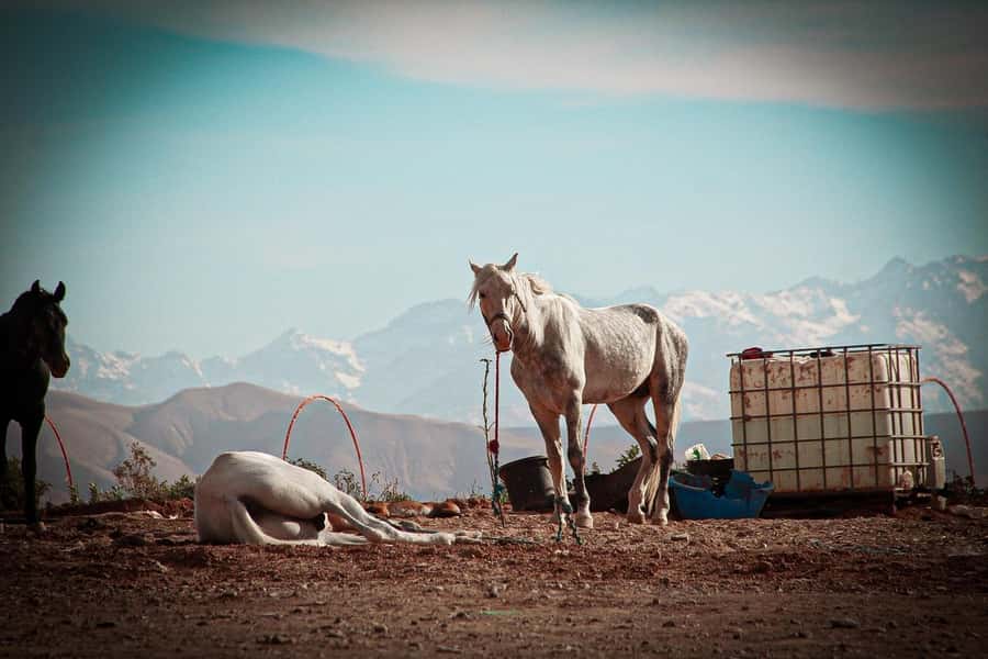Marrakech: Camel Ride, Dinner, Pool, and Fire Show in Agafay - Optional argan oil stop on the way