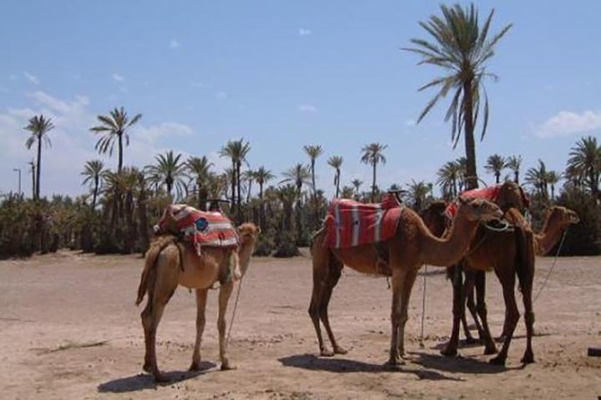 Marrakech Camel Ride Experience with Pick-up - A short camel ride beyond Marrakech