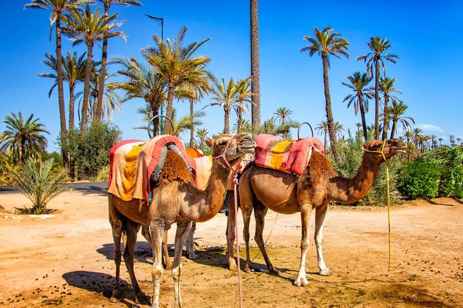 Marrakech Camel Ride Experience with Pick-up - The camel ride through the palm grove