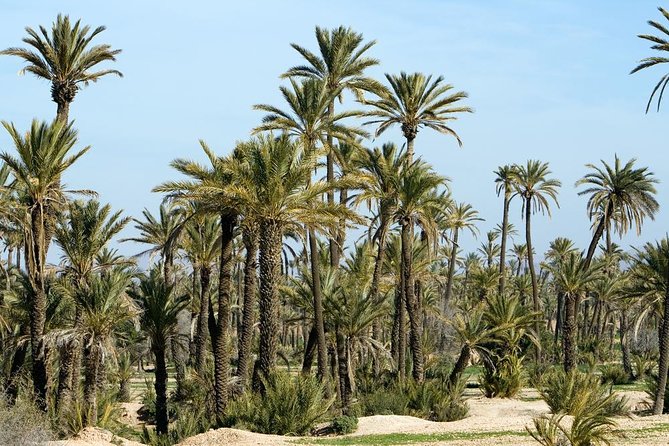 Marrakech Camel Ride Experience with Pick-up - Photos, family touches, and the mint tea stop
