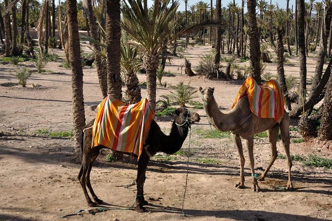 Marrakech Camel Ride Experience with Pick-up - Morning or afternoon: which departure should you choose?