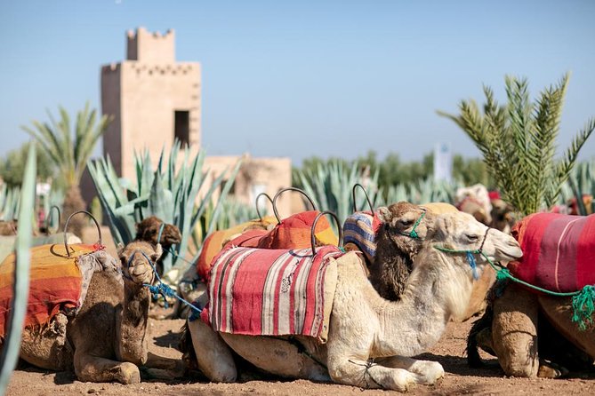 Marrakech Camel Ride Experience with Pick-up - Who will enjoy this most