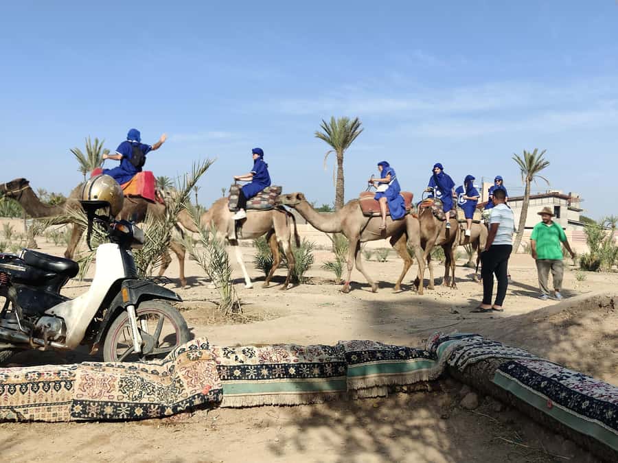 Marrakech: Camel Ride in the Palm Grove - Key points to know before you book
