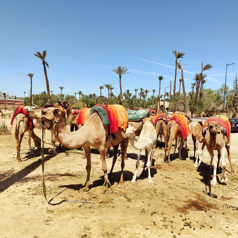 Marrakech: Camel Ride in the Palm Grove - The human side of the outing