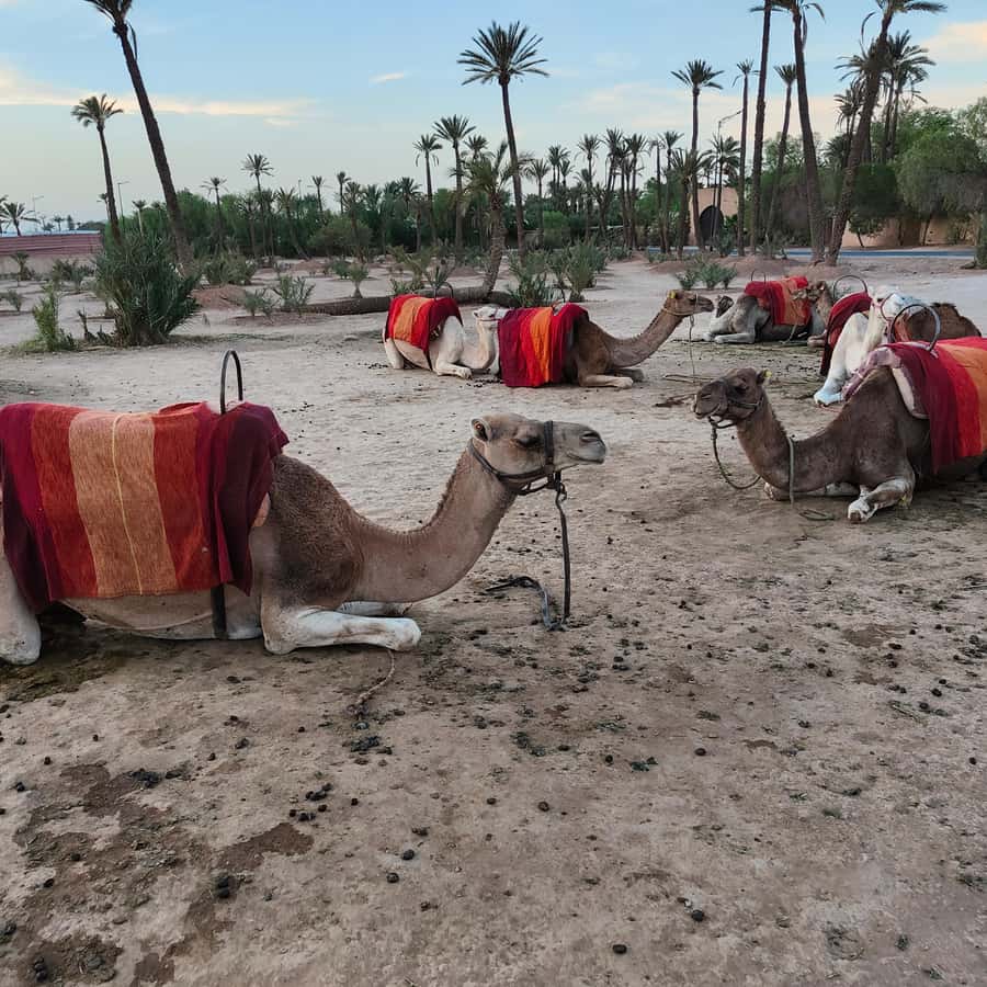 Marrakech: Camel Ride in the Palm Grove - Mint tea inside a nomad tent