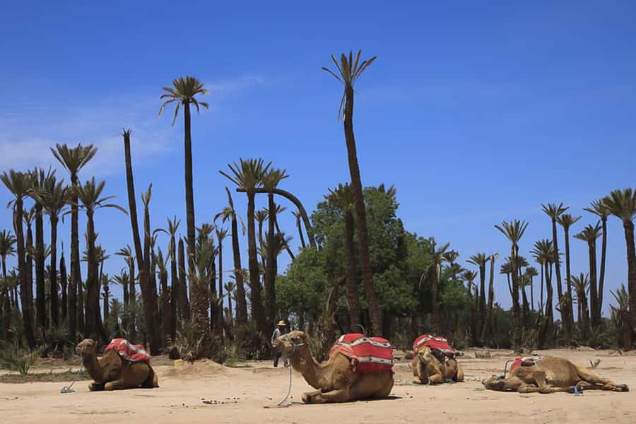Marrakech: Camel Trek - Key points to know before booking
