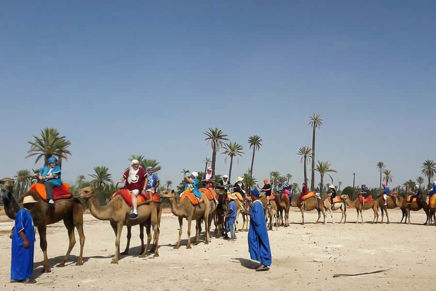 Marrakech: Camel Trek - Leaving Marrakech for the palm groves