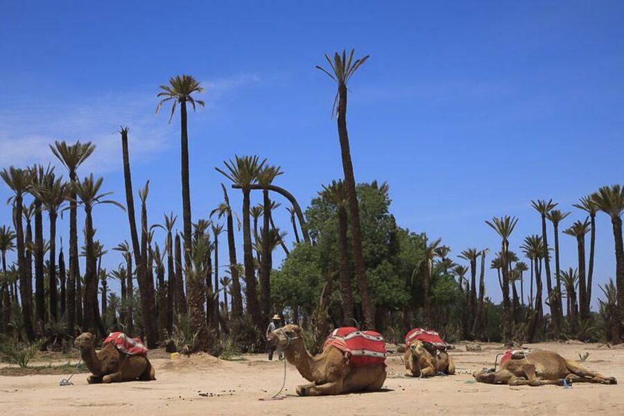 Marrakech: Camel Trek - Is the $40 price fair?