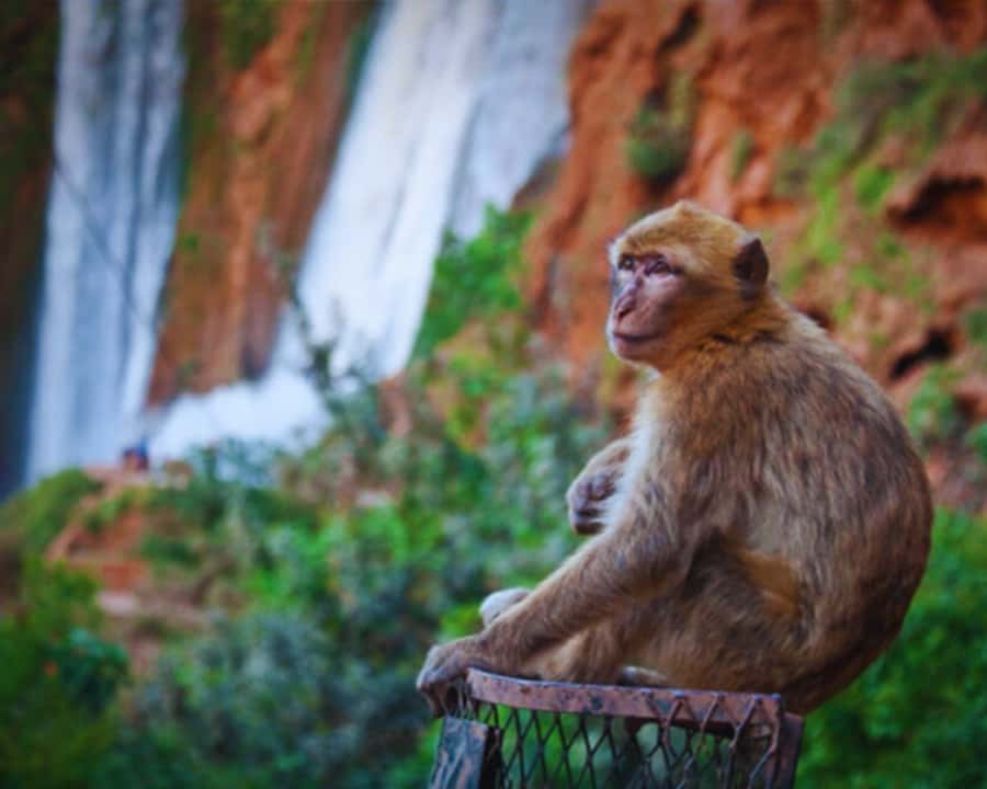 Marrakech: Day Tour to Ouzoud Waterfalls with Boat Trip - Taking the included boat ride beneath the falls