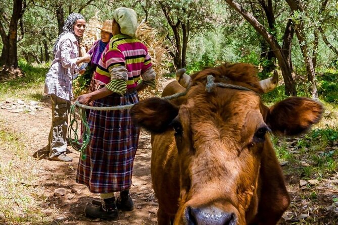 Marrakech: Day Trip to ourika valley & Atlas Mountains - How the schedule affects your experience
