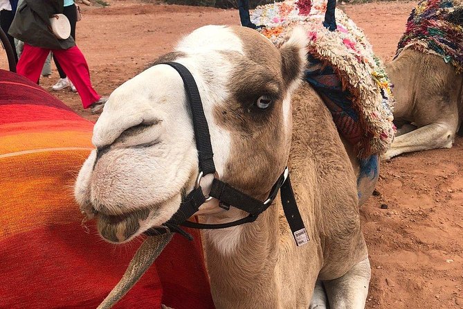 Marrakech: Desert Agafay & Atlas Mountains Day Trip & Camel Ride - Who will enjoy this day most