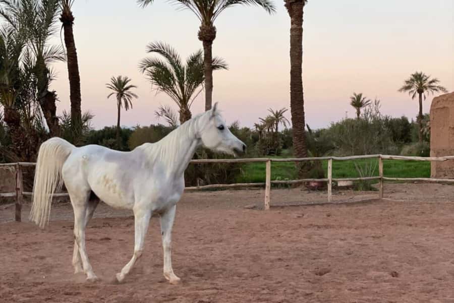 Marrakech: Desert and Palmeraie Horse Riding Tour & Transfer - Key points to know before you book