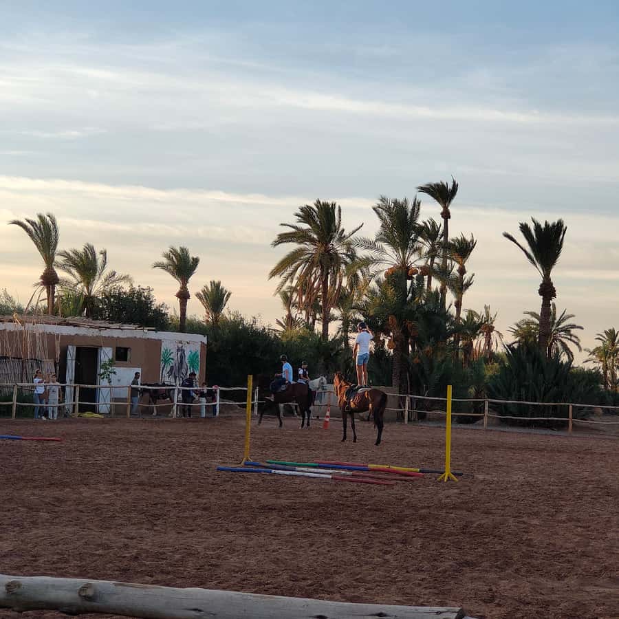 Marrakech: Desert and Palmeraie Horse Riding Tour & Transfer - Who will enjoy this ride most