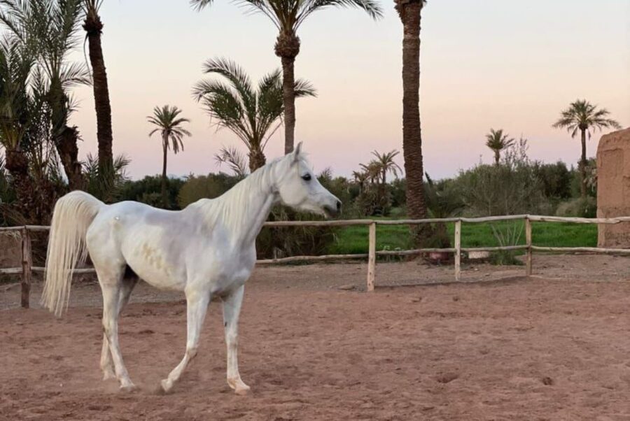 Marrakech: Desert and Palmeraie Horse Riding Tour & Transfer - The views and the feel of the route