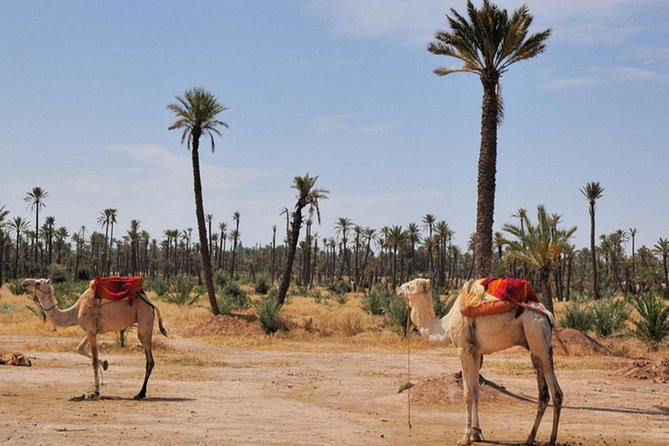 Marrakech Desert Camel Ride - Morning, afternoon, or sunset?
