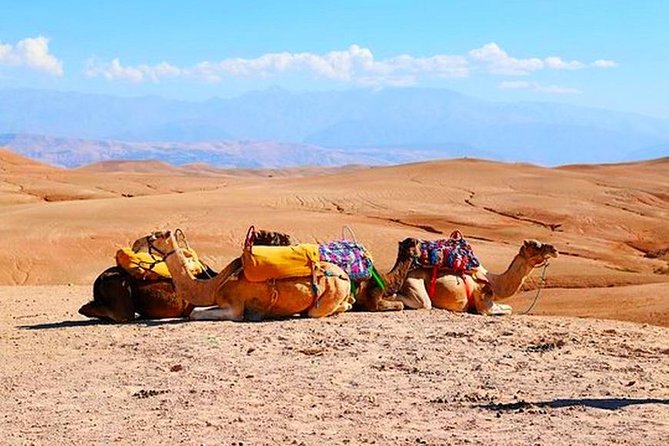 Marrakech Desert Quad and Camel ride, Lunch, and Poolside - Quad biking across the Agafay Desert