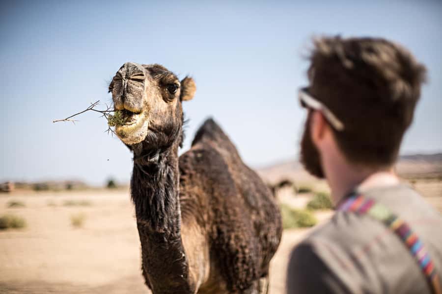 Marrakech: Dinner in Agafay Desert, Fire show & Camel Ride - Atlas Mountain views on the way out