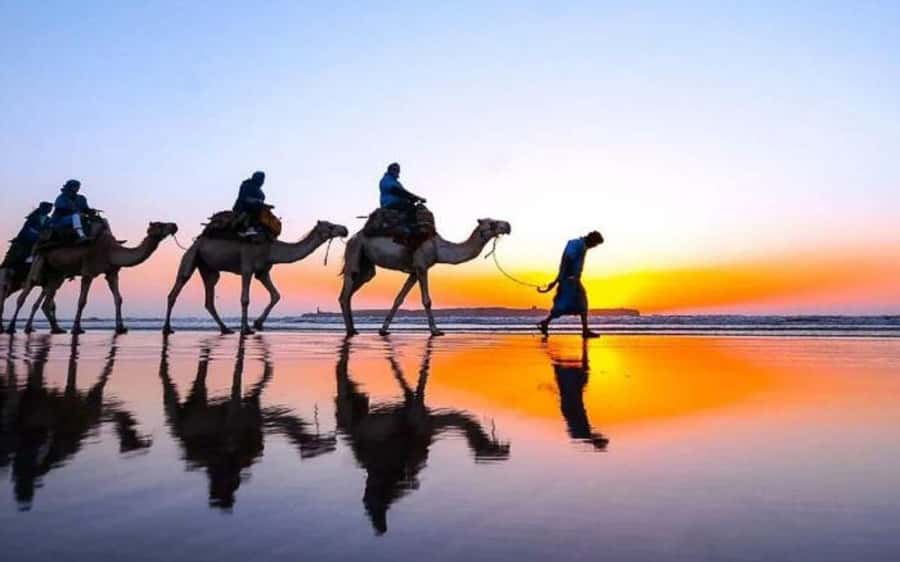 Marrakech Dinner Show Agafay Desert with Camels swiming pool - The argan oil stop adds local context