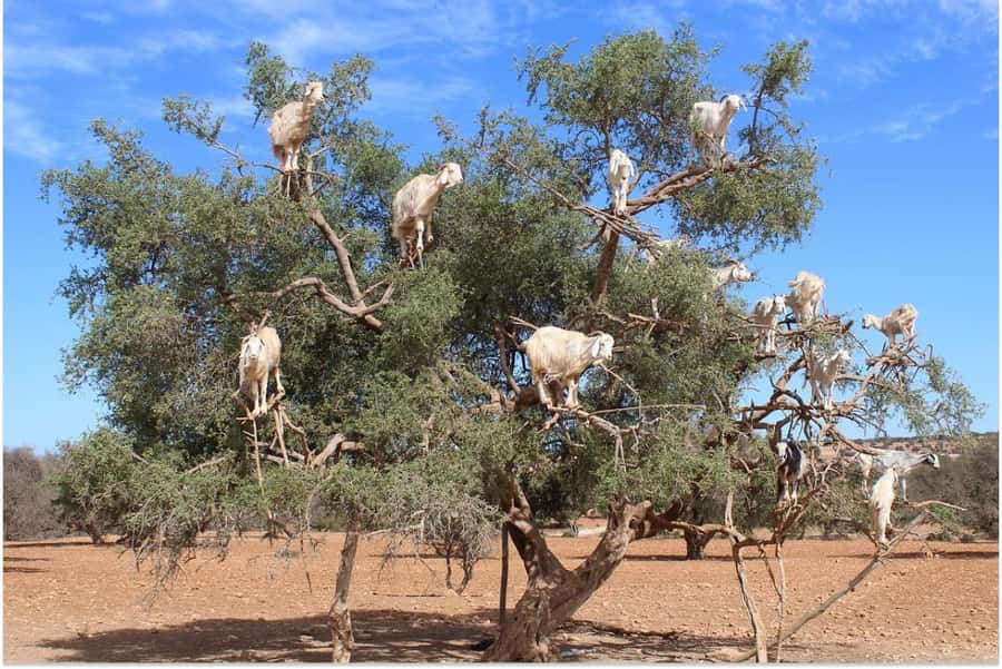 Marrakech: Essaouira Day Trip with Guided Tour - From Marrakech to the Atlantic