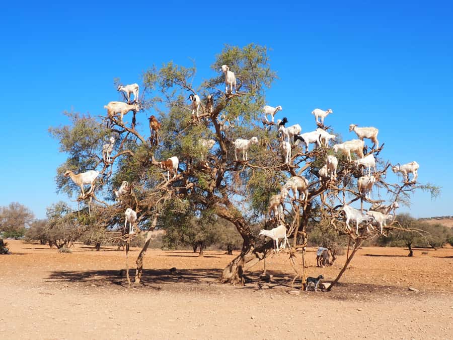 Marrakech: Essaouira Day Trip with Transfers and Co-op Visit - The café break and roadside rhythm