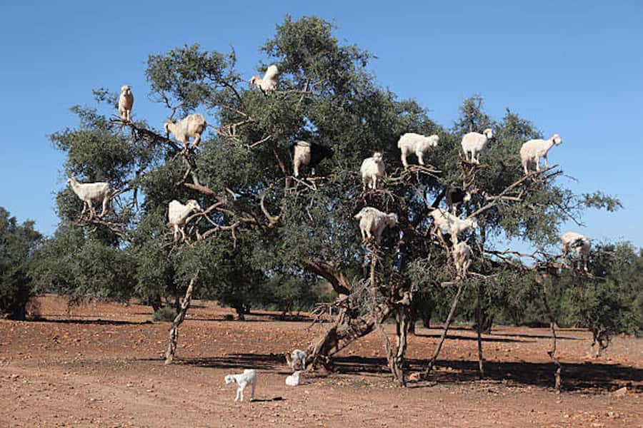 Marrakech: Essaouira Full-Day Trip - Who will get the most from this day trip?