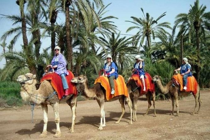 Marrakech: Half-Day Camel Ride in Palm Grove - A desert-style escape only 30 minutes from Marrakech