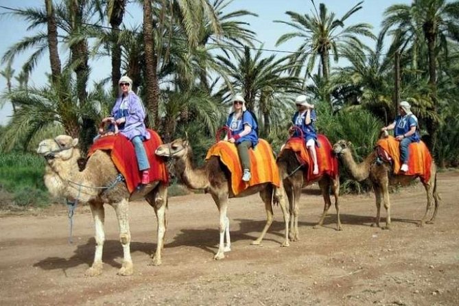 Marrakech: Half-Day Camel Ride in Palm Grove - Mounting a dromedary, the part that surprises first-timers