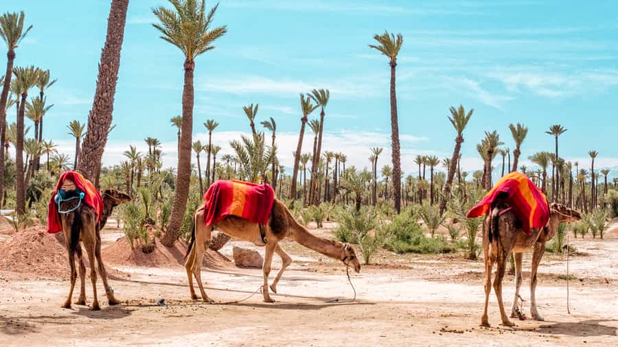 Marrakech: Half-Day Desert Quad Tour with Camel Ride - From Marrakech to the dry country outside town