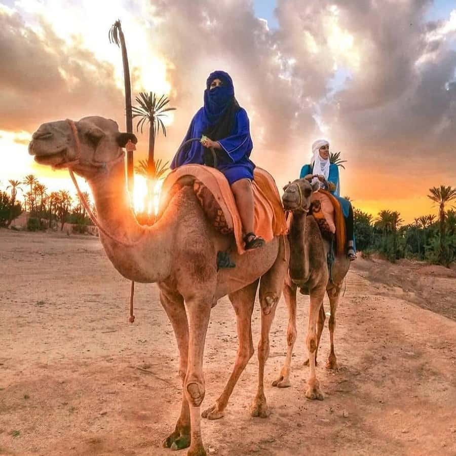 Marrakech: Half-Day Desert Quad Tour with Camel Ride - Who should book this Marrakech outing?