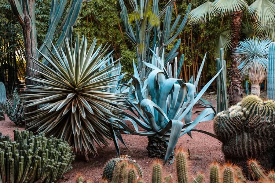 Marrakech: Majorelle Garden, YSL, and Berber Museum Entry - Three Marrakech sights with three different moods